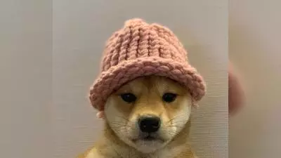 dogwifhat