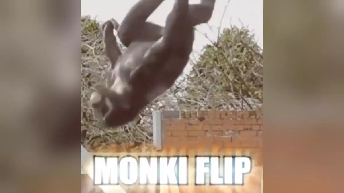 monki flip meme image