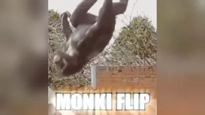 monki flip