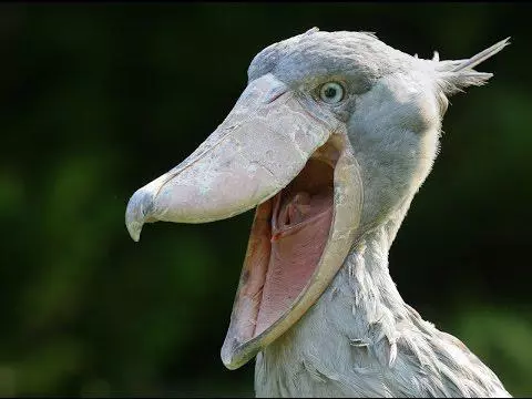 shoebill stork meme image