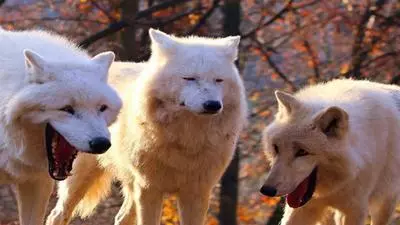 laughing wolves