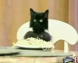 spaghetti cat meme image