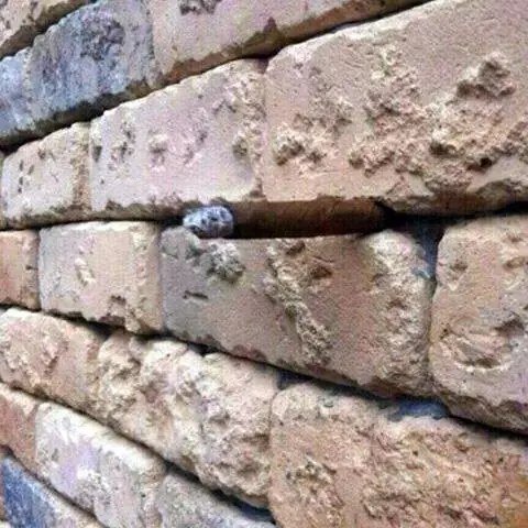 brick wall optical illusion meme image