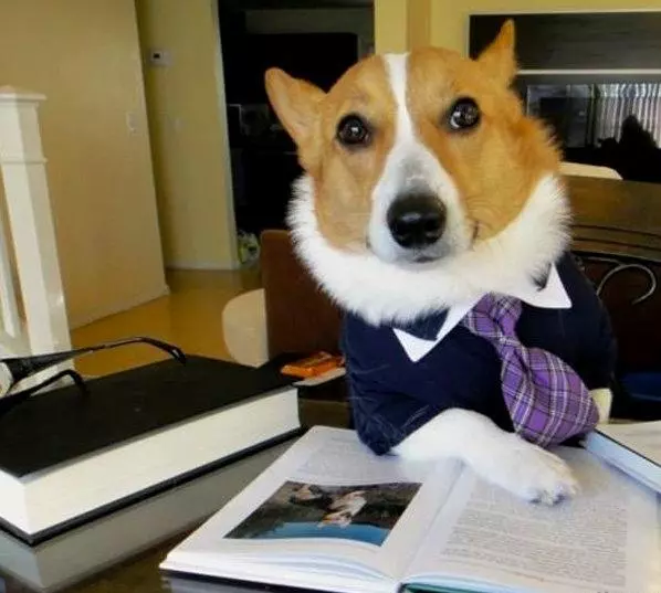 lawyer dog meme image