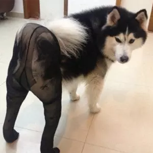 dogs wearing pantyhose meme image