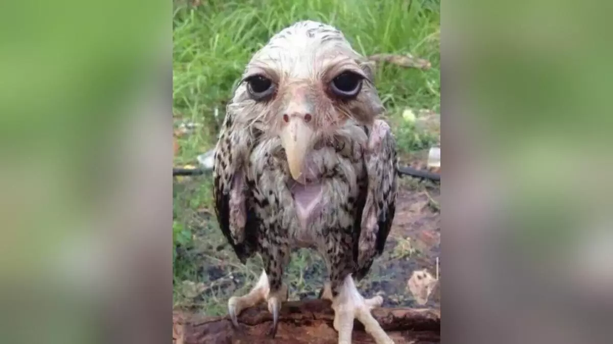 wet owl meme image