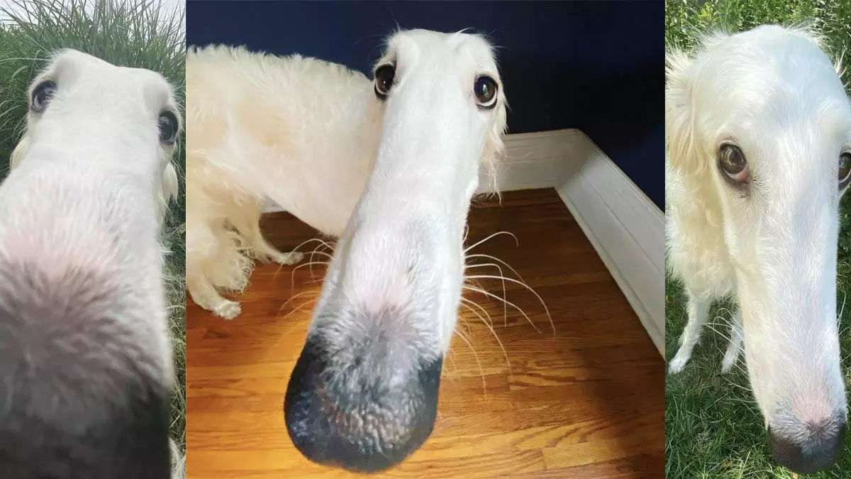 borzoi long nose dog meme image