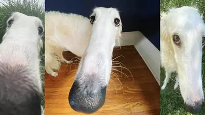 borzoi long nose dog