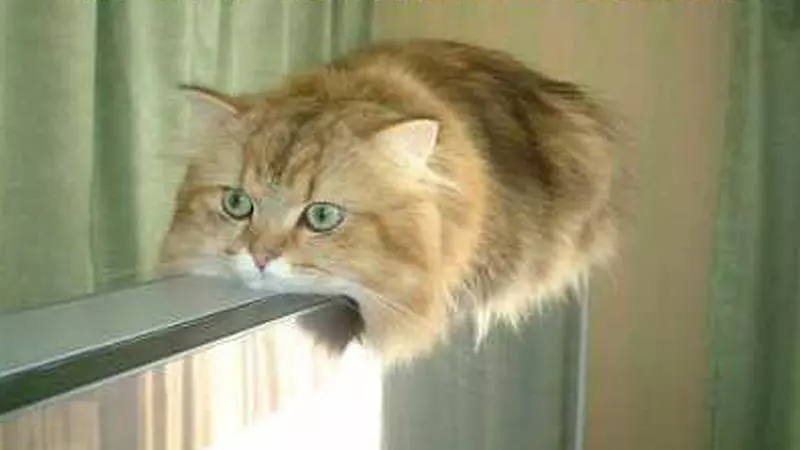 monorail cat meme image