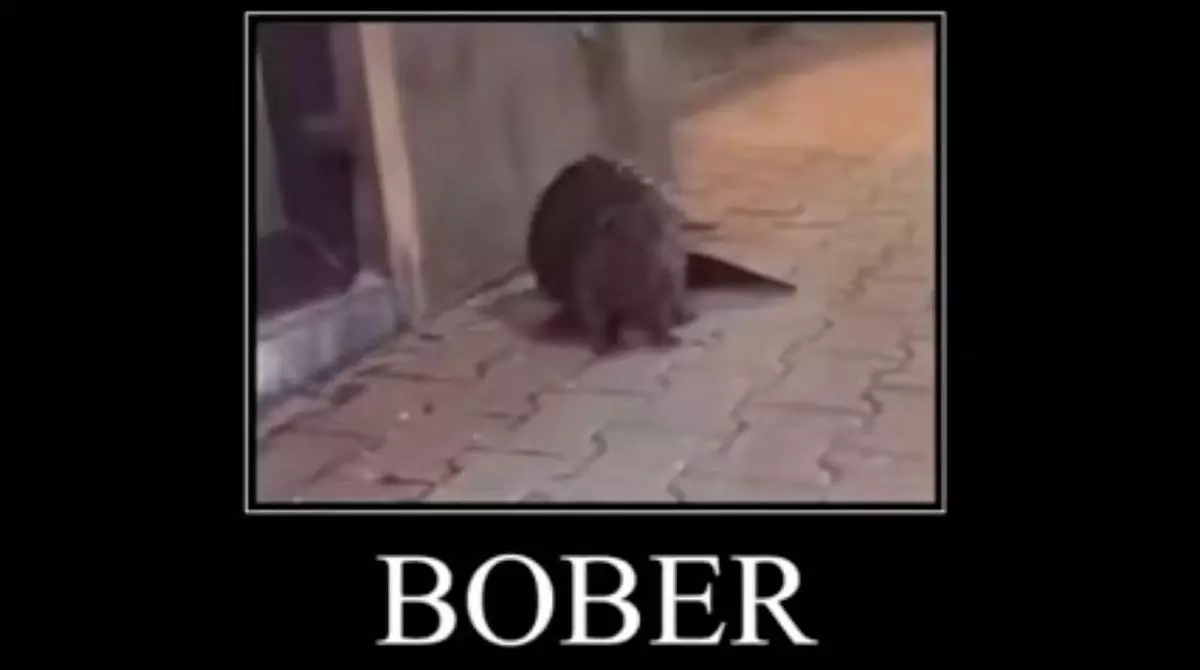 bober kurwa bobr bobrze meme image