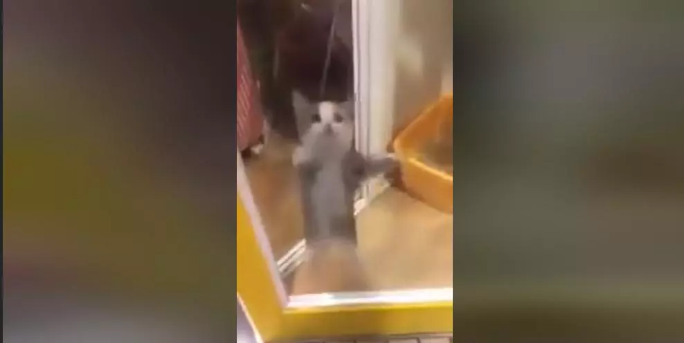 happy happy happy cat meme image