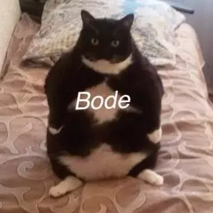 bode meme image