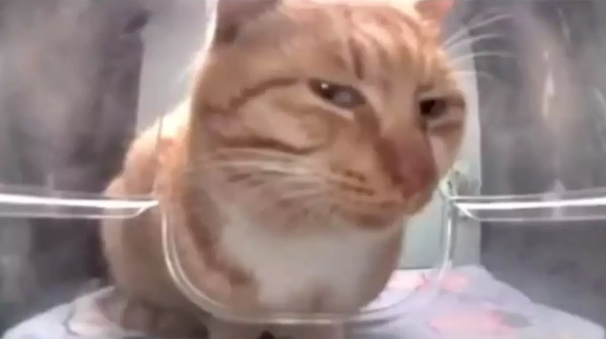 mr fresh side eye cat meme image