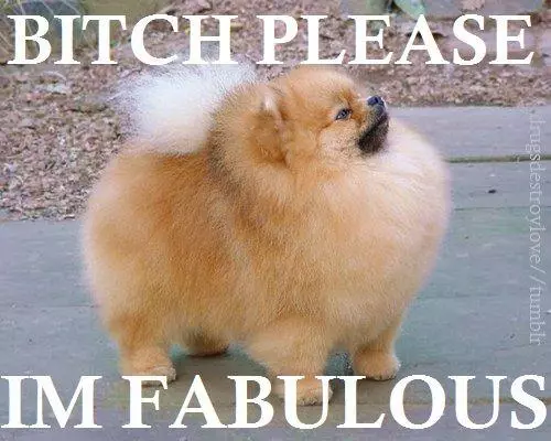 bitch im fabulous meme image