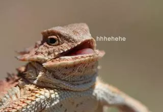 laughing lizard hhhehehe