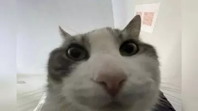 cat looks inside