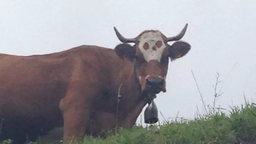 skull cow isnt real it cant hurt you meme image