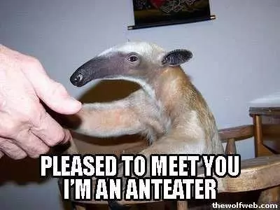 im an anteater meme image