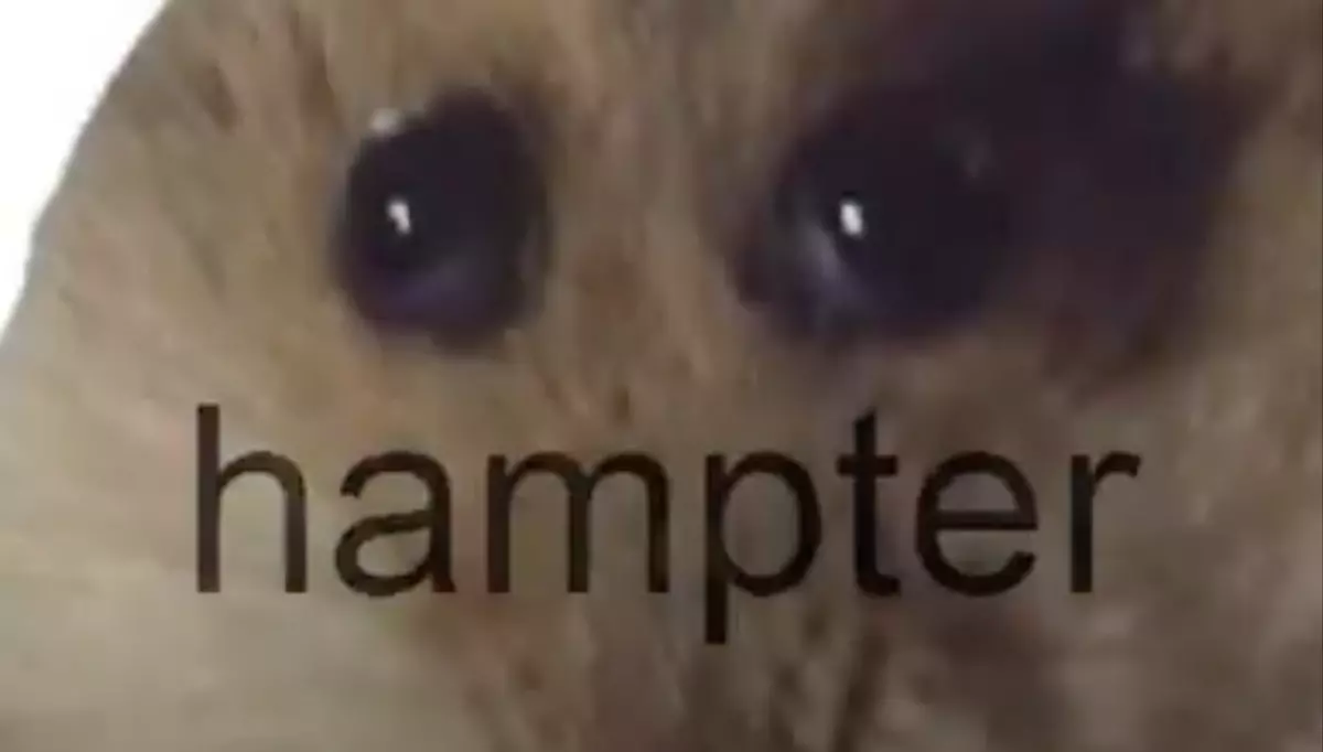 hampter meme image