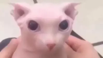 bingus
