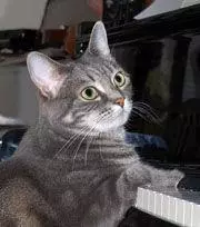 nora the cat