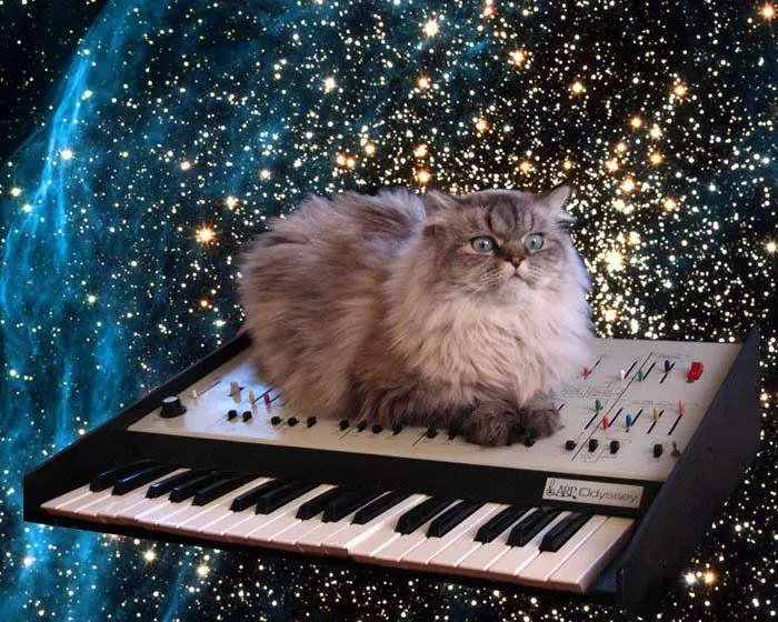 cat on a keyboard in space meme image