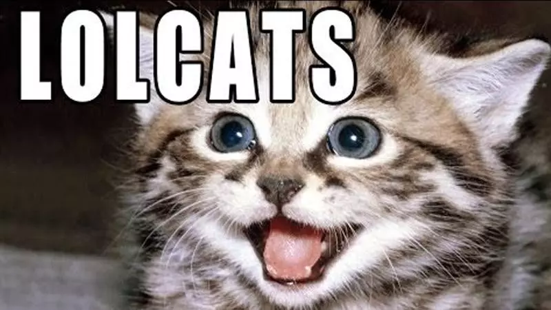 lolcats meme image