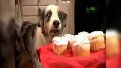 cupcake dog