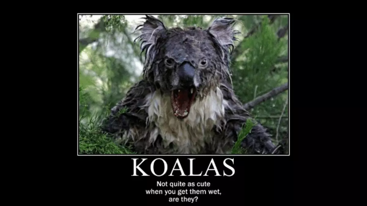 wet koala meme image