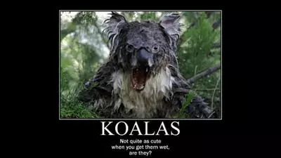 wet koala