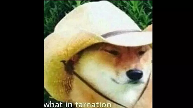 what in tarnation meme image