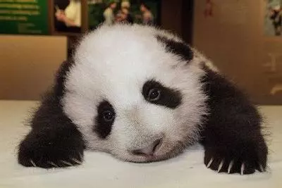 sad panda