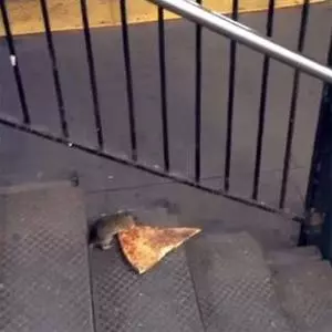 pizza rat meme image