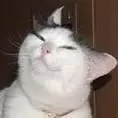 smug cat meme image