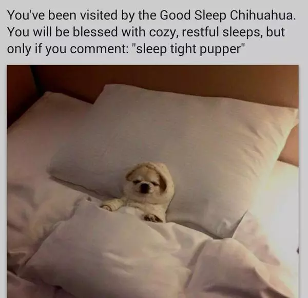 sleep tight pupper meme image