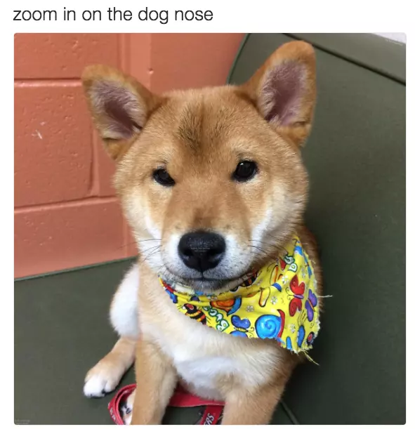 zoom in meme image