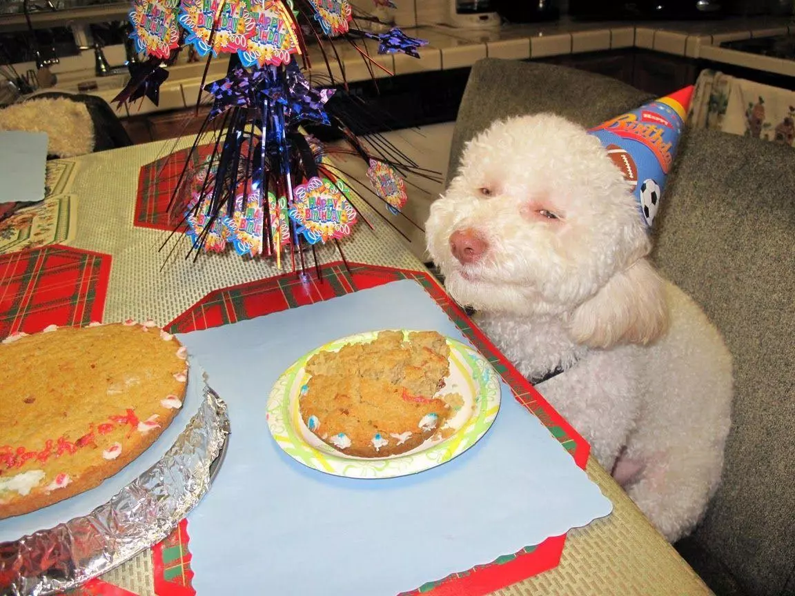 birthday dog meme image