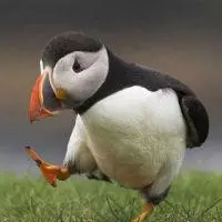 unpopular opinion puffin meme image